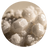 Urea